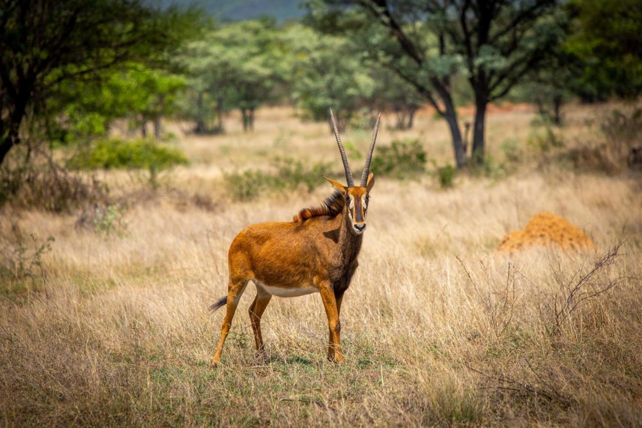 Nungu Game Lodge Lephalale Esterno foto