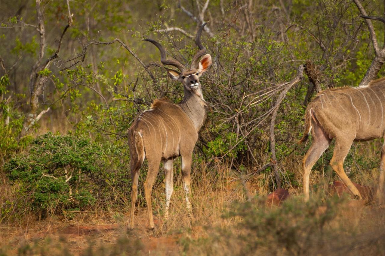 Nungu Game Lodge Lephalale Esterno foto