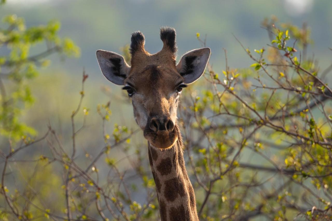 Nungu Game Lodge Lephalale Esterno foto